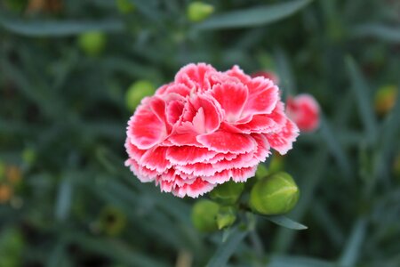 Bloom love spring