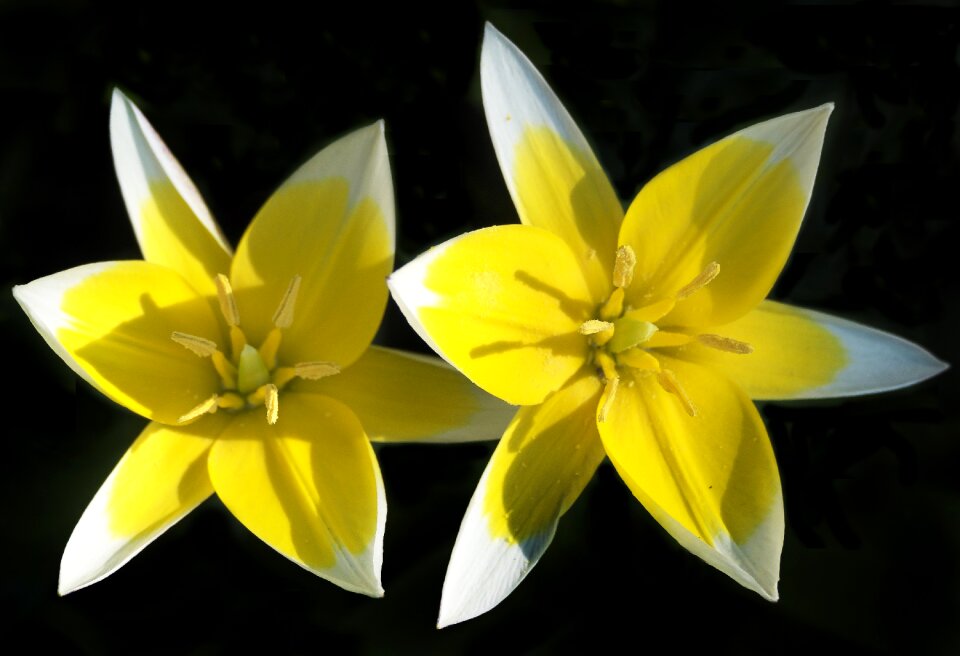 Spring nature plant