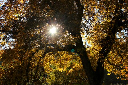 Colored leaves autumn leaves autumn photo