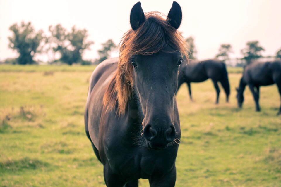 Animal animals brown