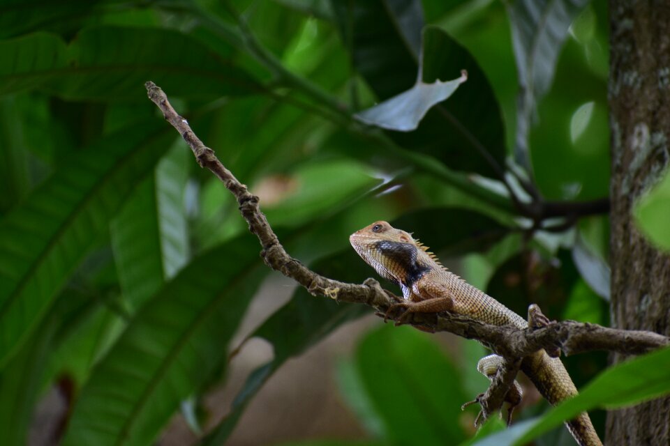 Wildlife forest creature