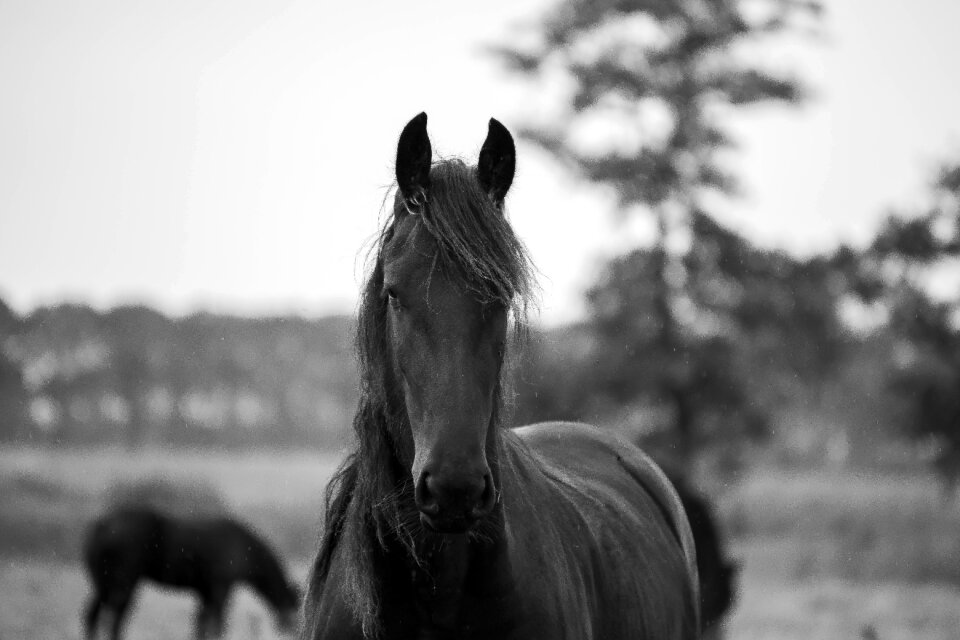 Animal animals brown