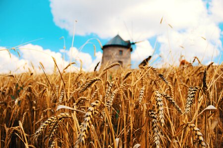 Grain field agriculture summer photo
