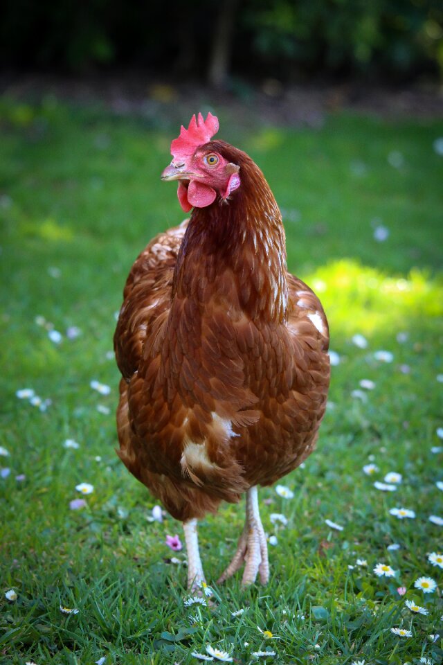 Nature free-range bird