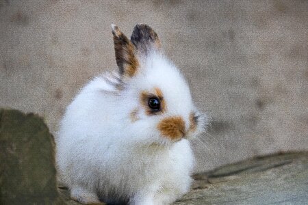 Young animal mammal animal world photo