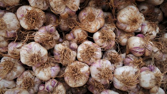 Garlic health harvest