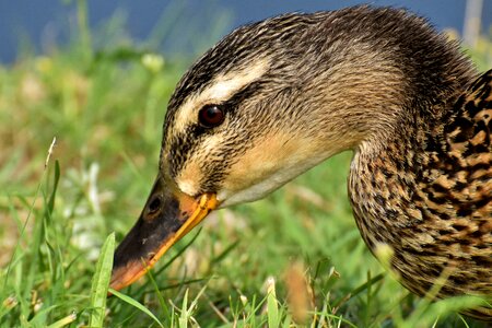 Bird nature plumage photo