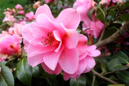 Evergreen shrubs blossom flowers