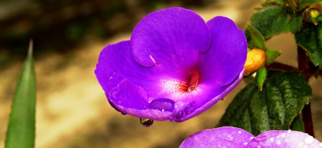 Plant leaf garden photo