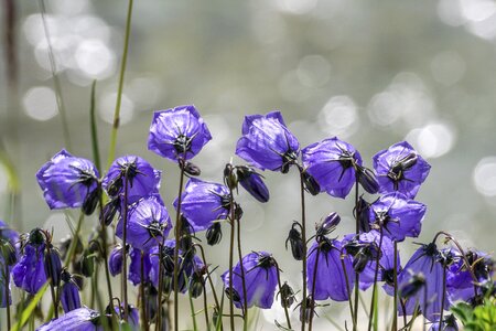 Campanula cochlearifolia alpine bellflower bellflower photo