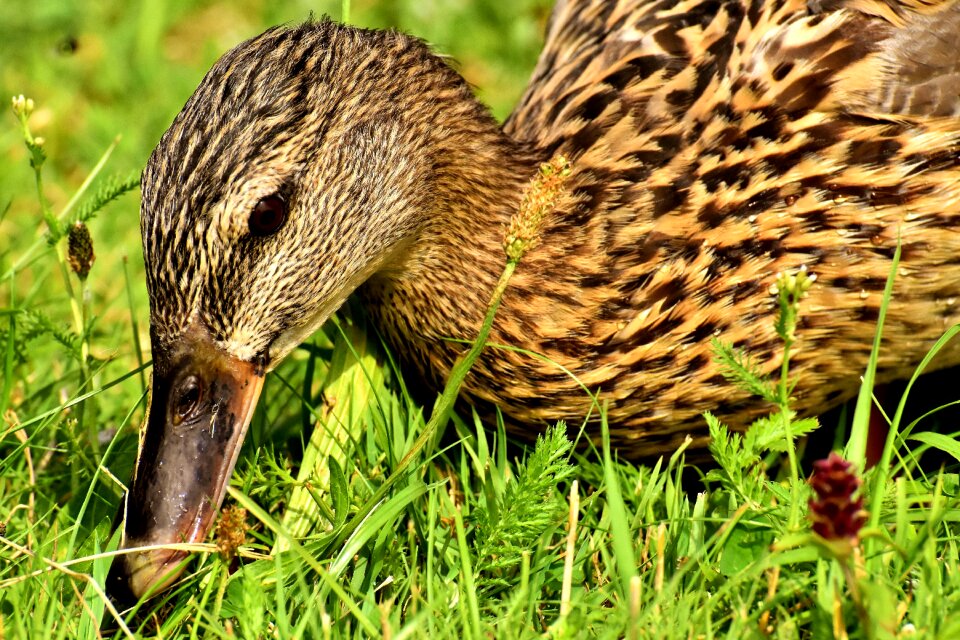 Nature plumage poultry