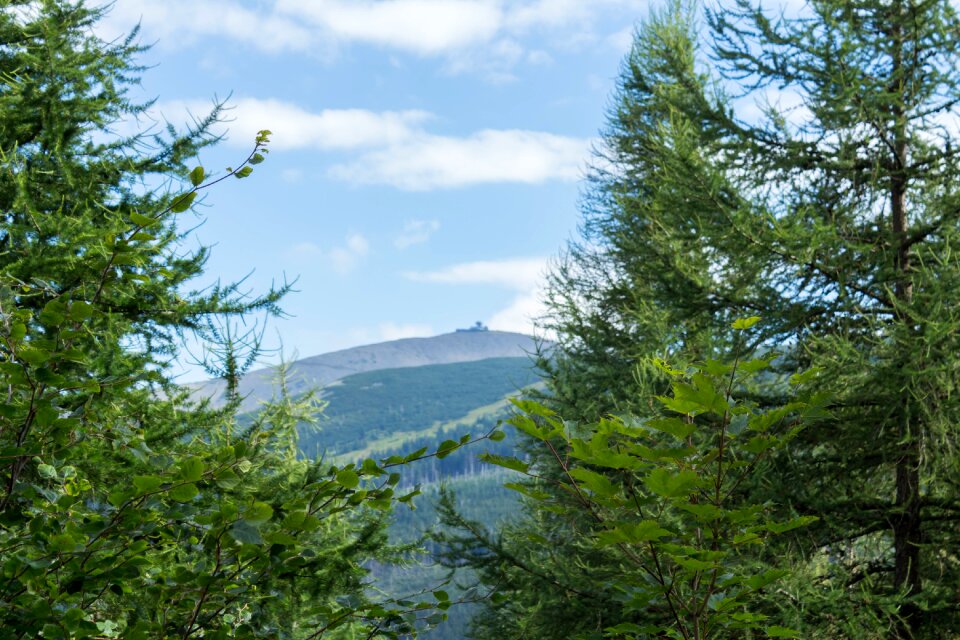 Summer at the court of coniferous