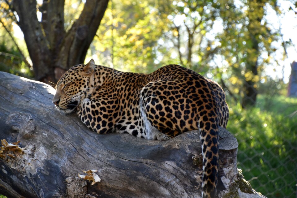 Wild predator carnivore
