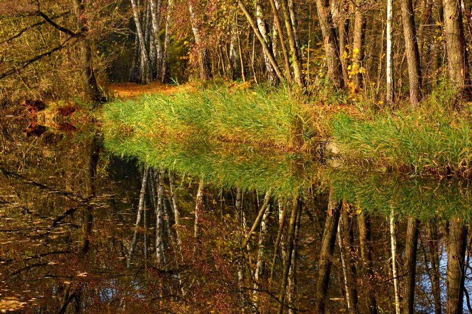 Pond trees forest