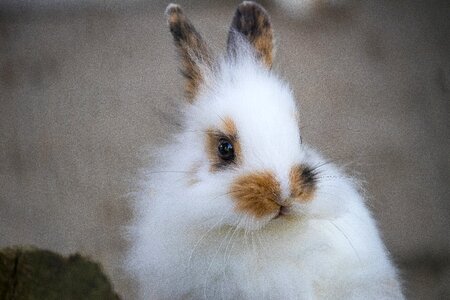 Young animal mammal animal world photo