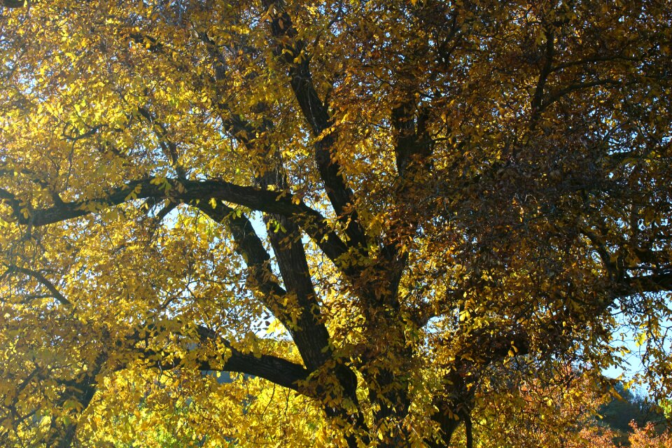 Colored leaves autumn leaves autumn