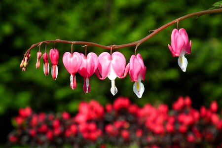 Pink at the court of garden