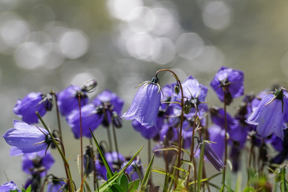 Campanula cochlearifolia alpine bellflower bellflower