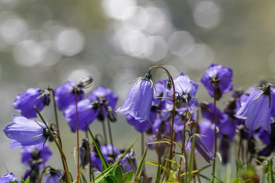 Campanula cochlearifolia alpine bellflower bellflower photo