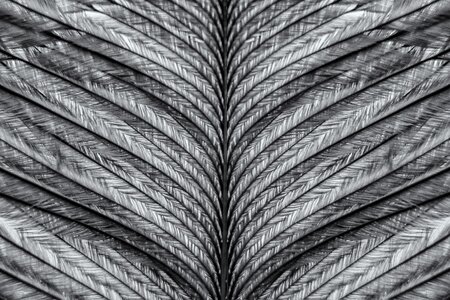 Plumage nature structure