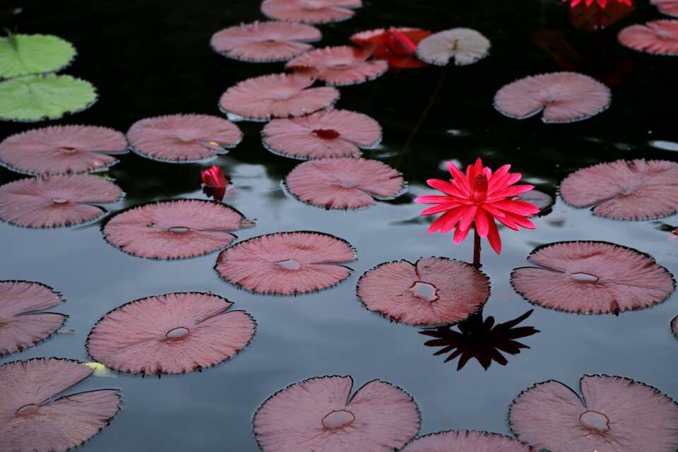 Buddhism aquatic plants peaks