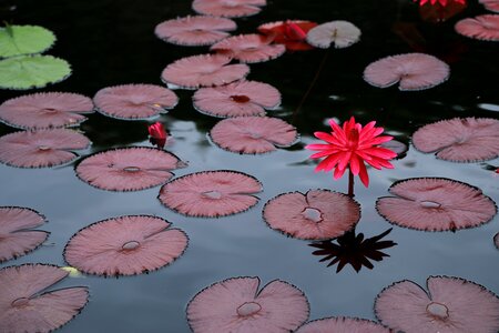 Buddhism aquatic plants peaks photo