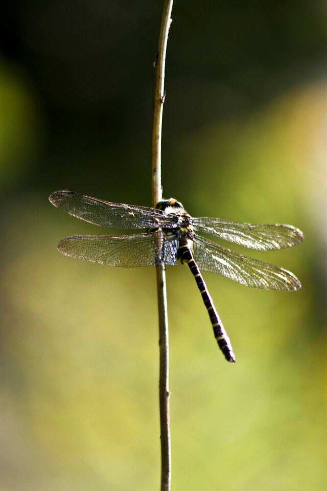 Nature wing green