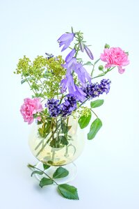 Lavender frauenmantel flower garden photo