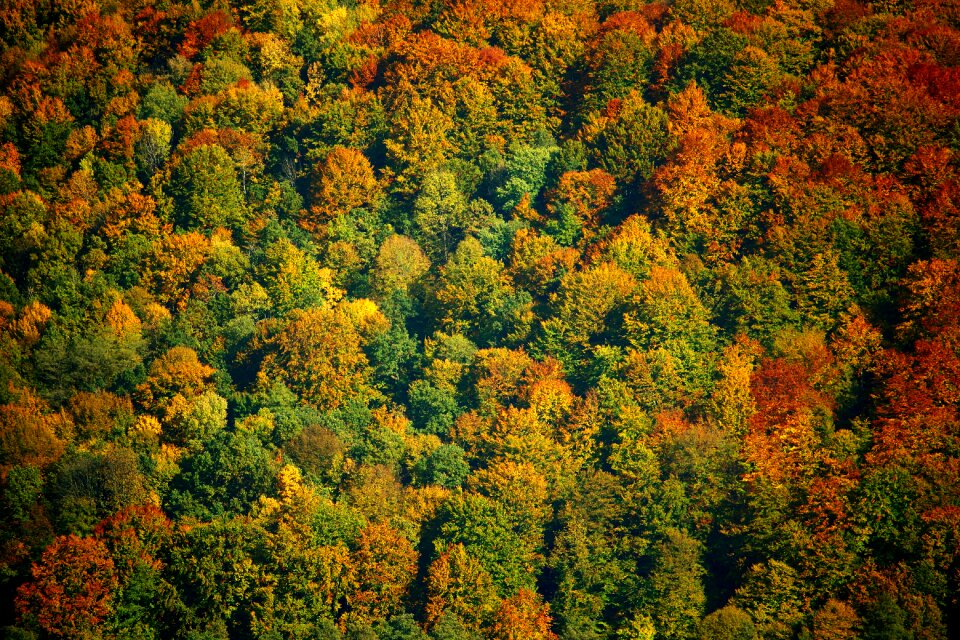 Forest leaves trees
