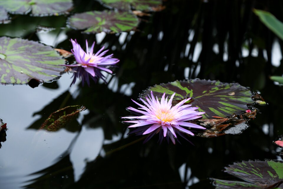 Buddhism aquatic plants peaks