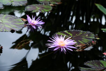Buddhism aquatic plants peaks photo