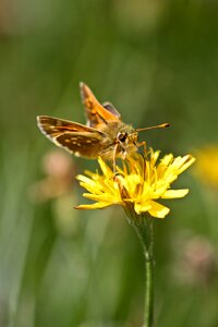 Flower colorful nectar