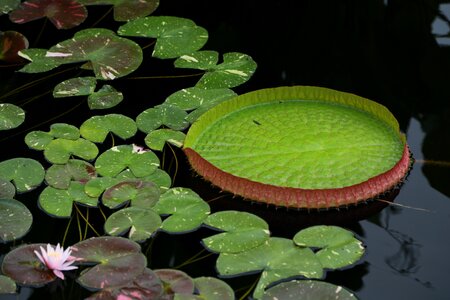 Buddhism aquatic plants peaks photo