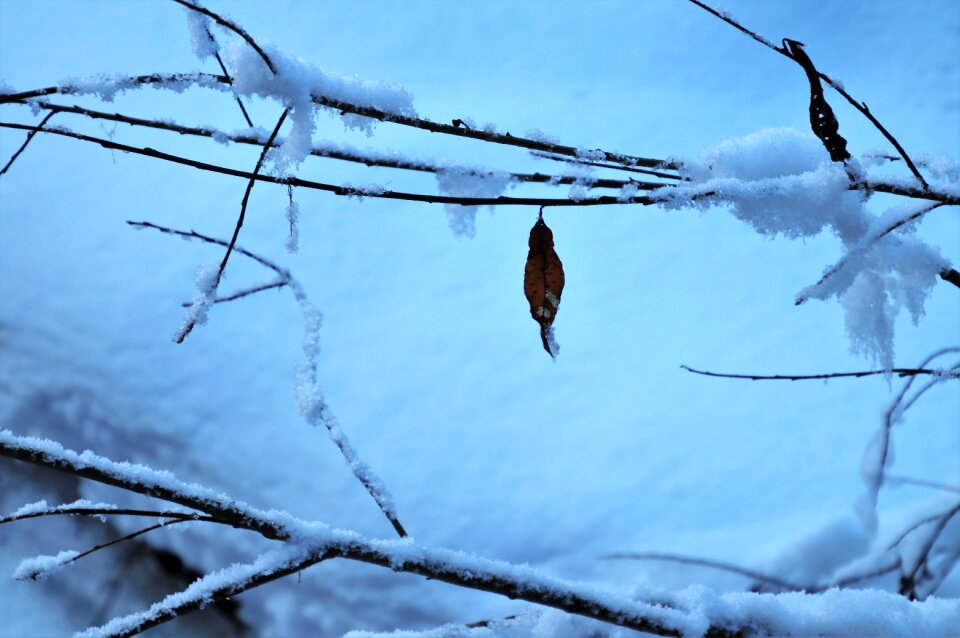 Winter cold frozen