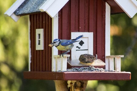Hunger songbird garden