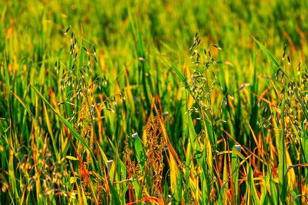 Grass weed nature photo