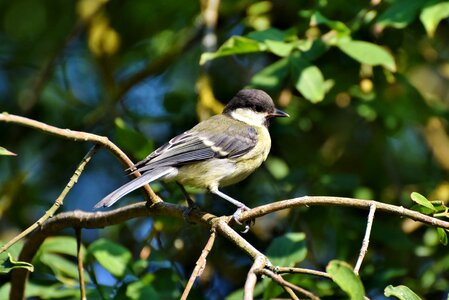 Cute animal bird