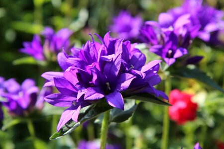 Flowering purple flower spring