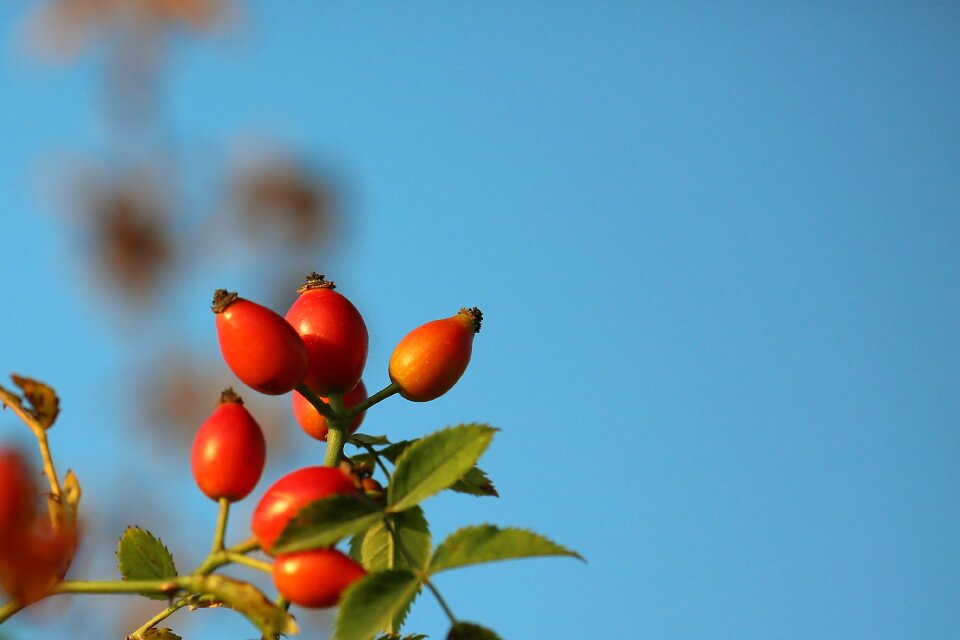 Flower autumn tree