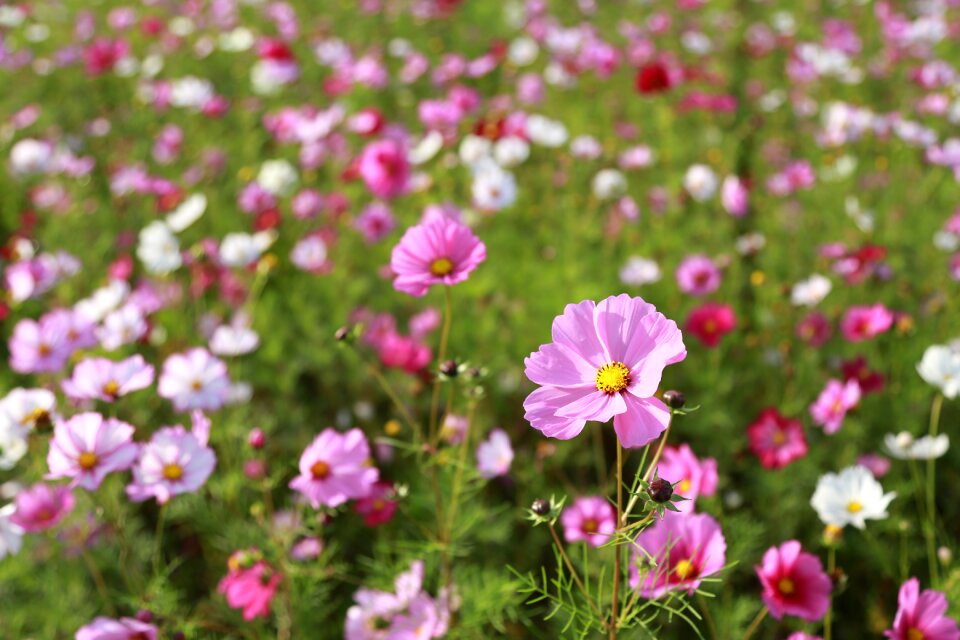 Plants summer flower garden