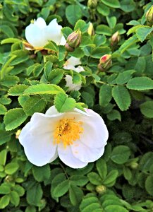Wild species garden white flowers