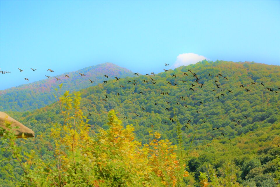 Bird animal trees