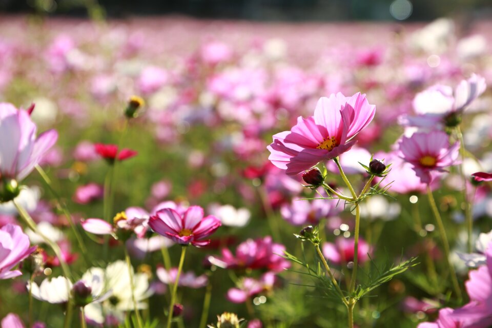 Plants summer flower garden