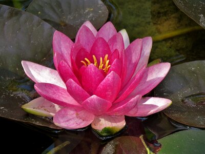 Flower pond aquatic