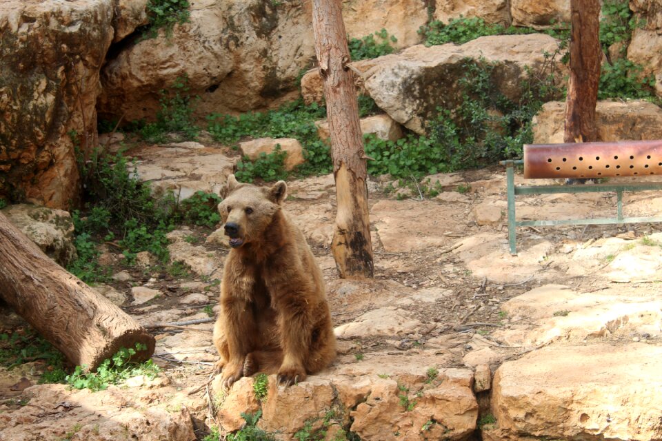 Bear the biblical zoo animals