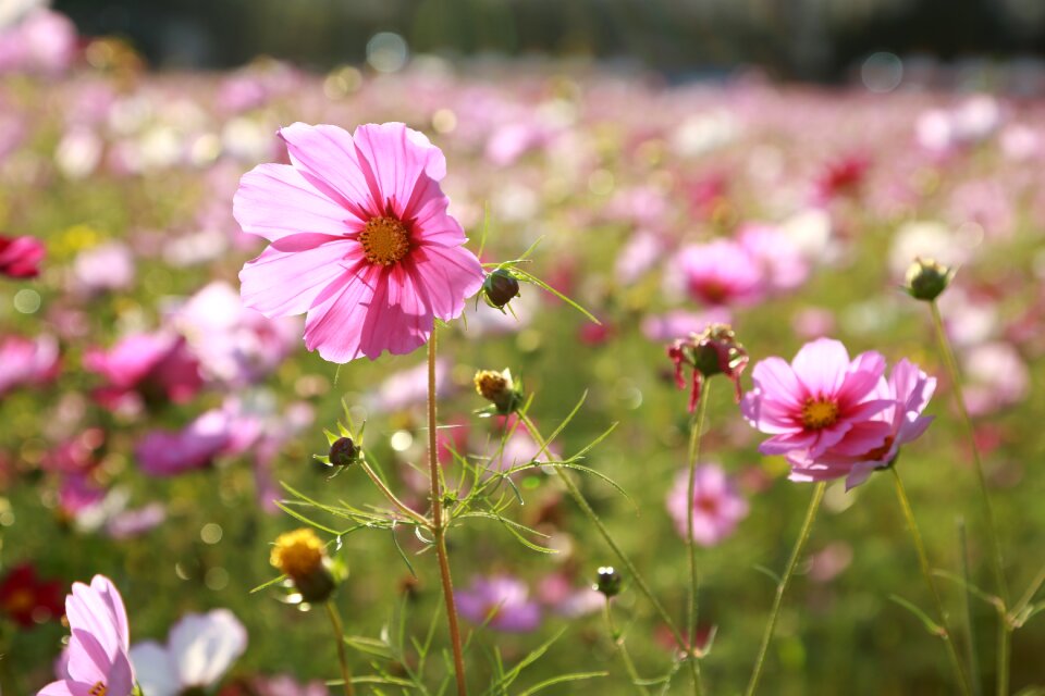 Plants summer flower garden photo