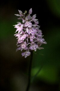 Nature flowers garden photo