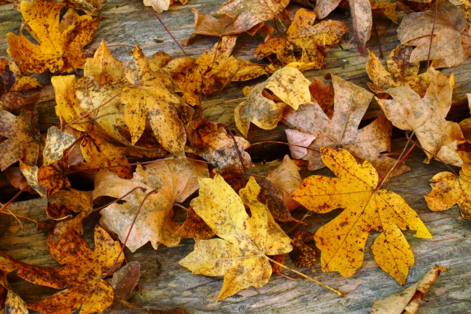 Autumn autumn colours warm