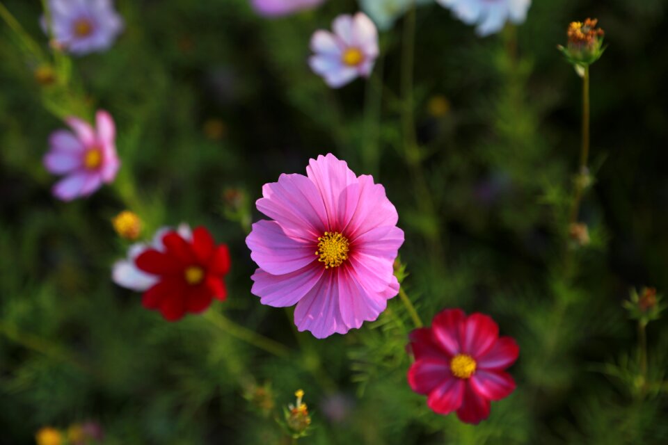 Plants summer flower garden