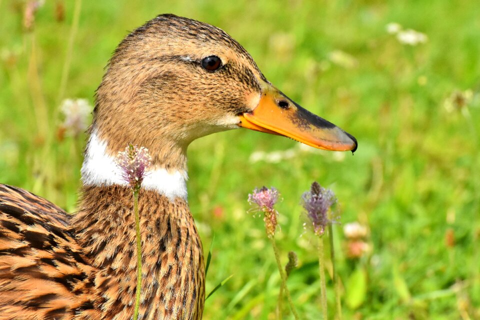 Bird nature plumage
